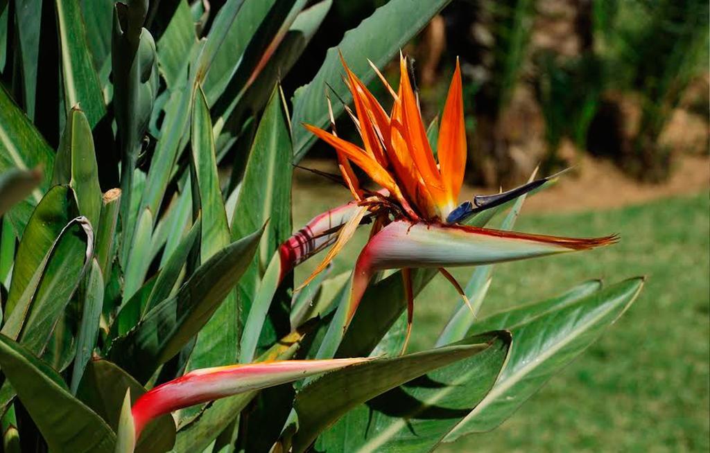 ático De Jardines Apartamento *